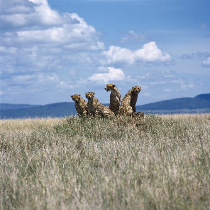 gepardi v Serengeti