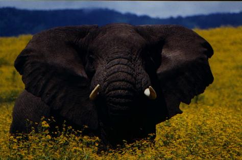 slon v Ngorongoro