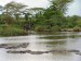 hroši v Serengeti