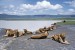 lvi v rezervaci Ngorongoro