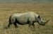 nosorožec v Ngorongoro